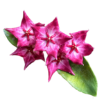 HOYA