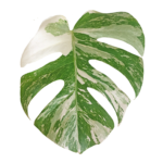 Monstera