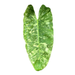 Philodendron