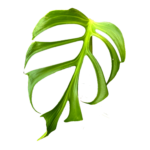 TROPICALS