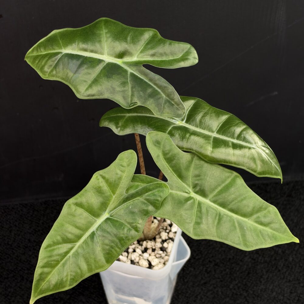 Alocasia Pseudo Sanderiana BRB OG with deep green and lime green variegated leaves