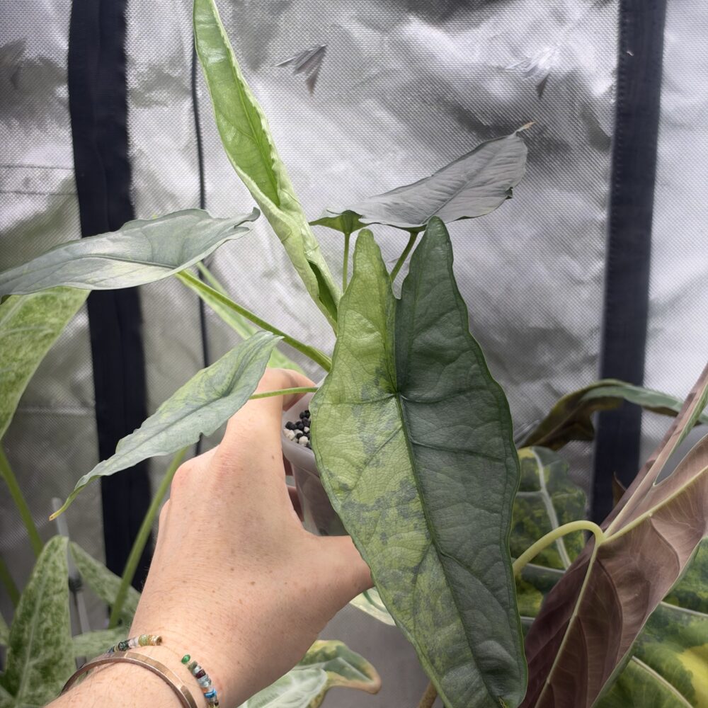 Alocasia Heterophylla Dragons Breath Aurea