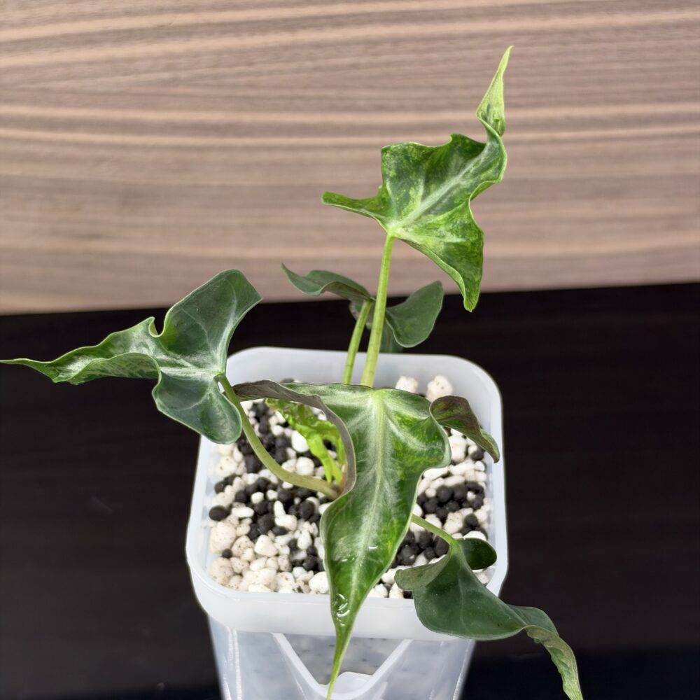 Alocasia Loco Aurea BRB OG