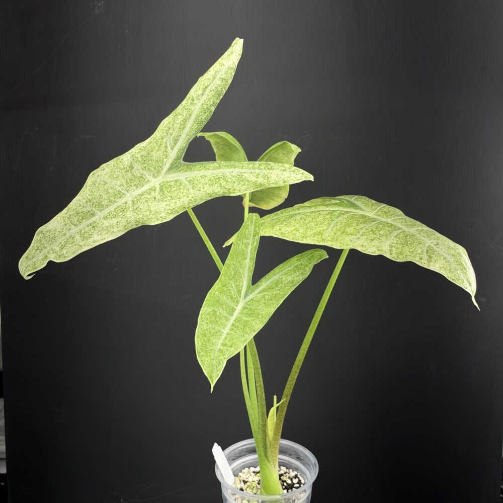 Alocasia Longiloba Mottled mother plant