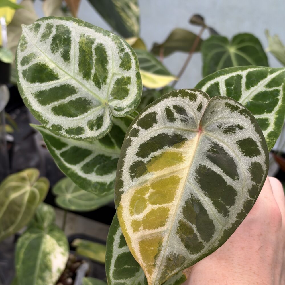 Variegated Anthurium Dorayaki X Red Crystal with silver veining and yellow variegation