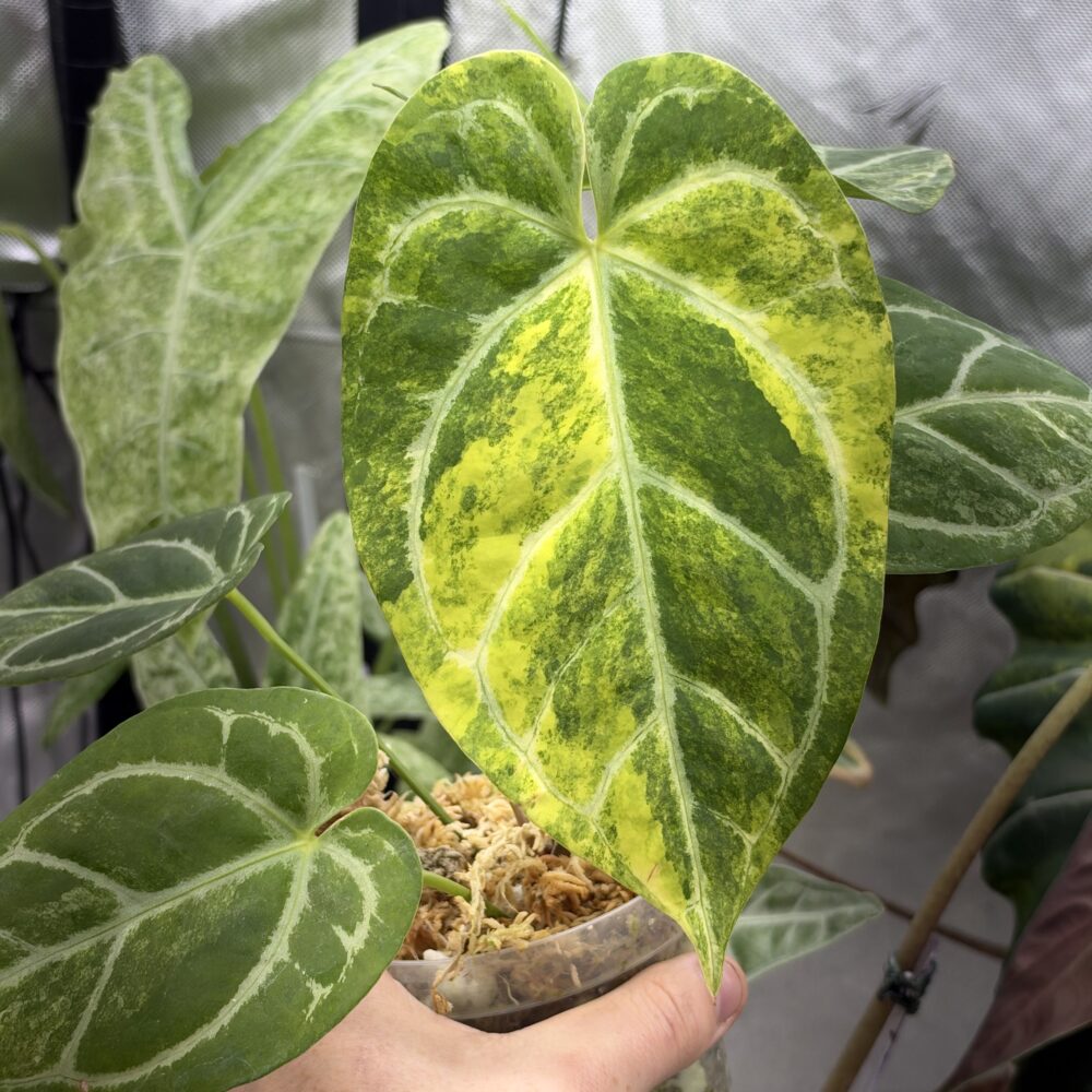 Anthurium Magnificum X KOS