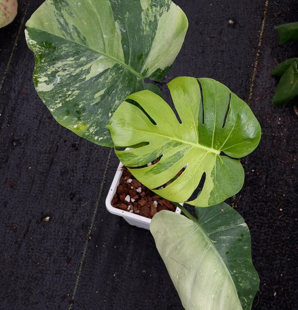 Monstera Blue Mint
