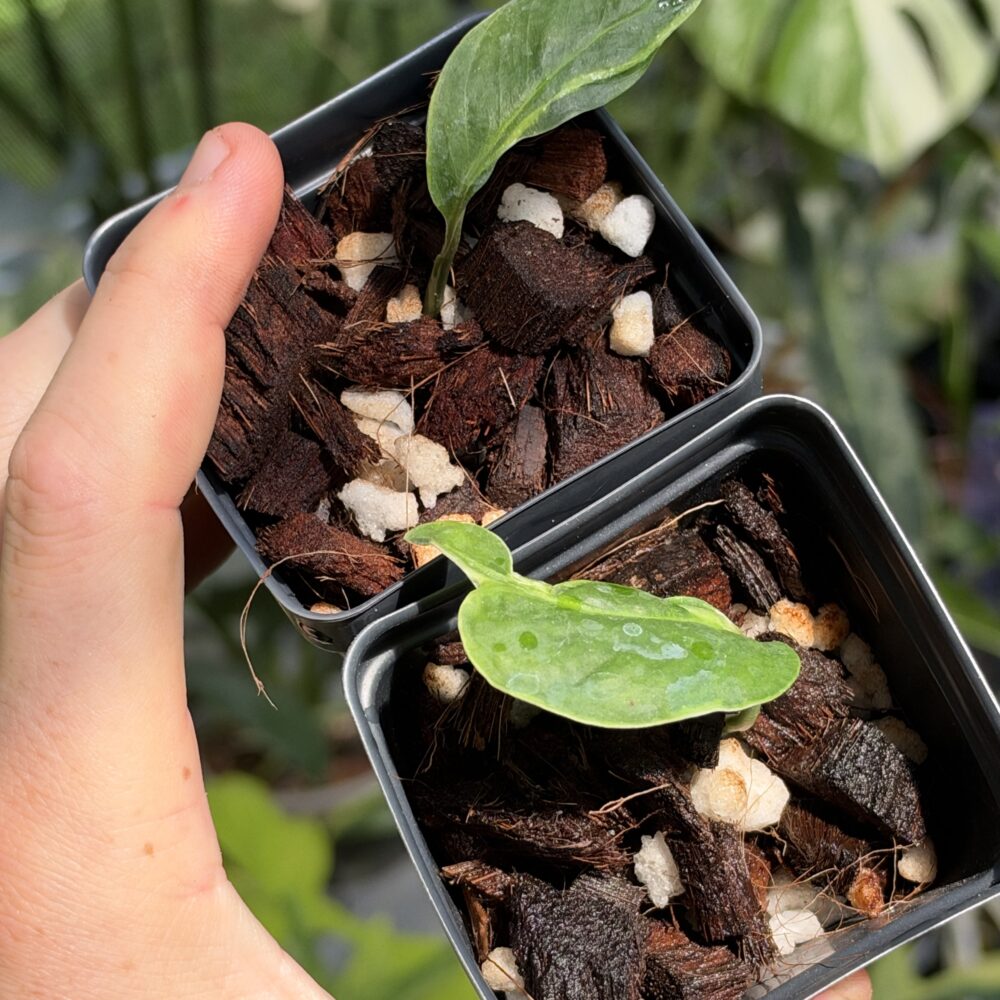 Monstera Lentii Albo cuttings, growers choice