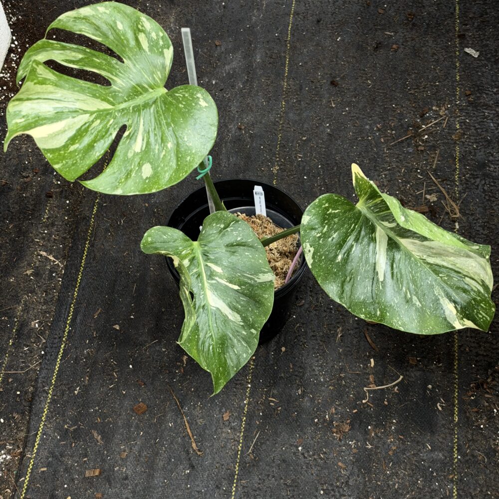 Monstera deliciosa Medusa rooted in moss, viewed from above