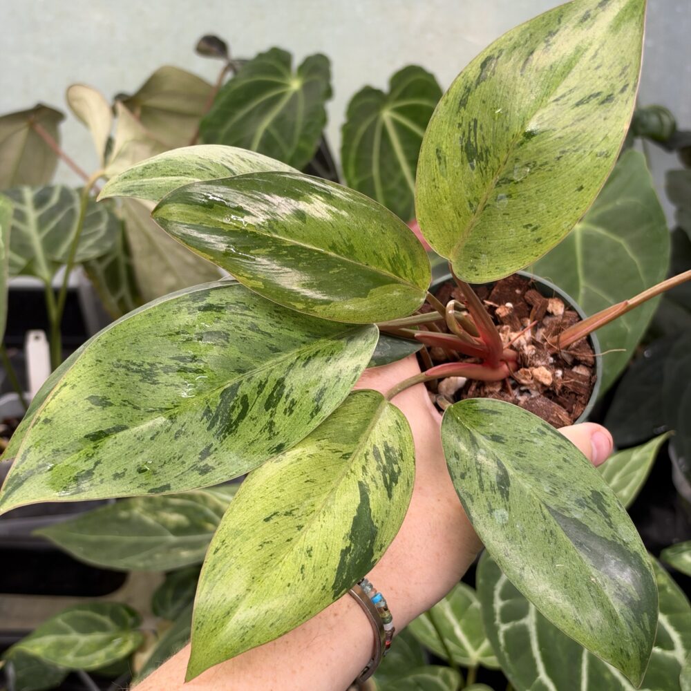 Philodendron Dwarf Congo Mint Grower's Choice