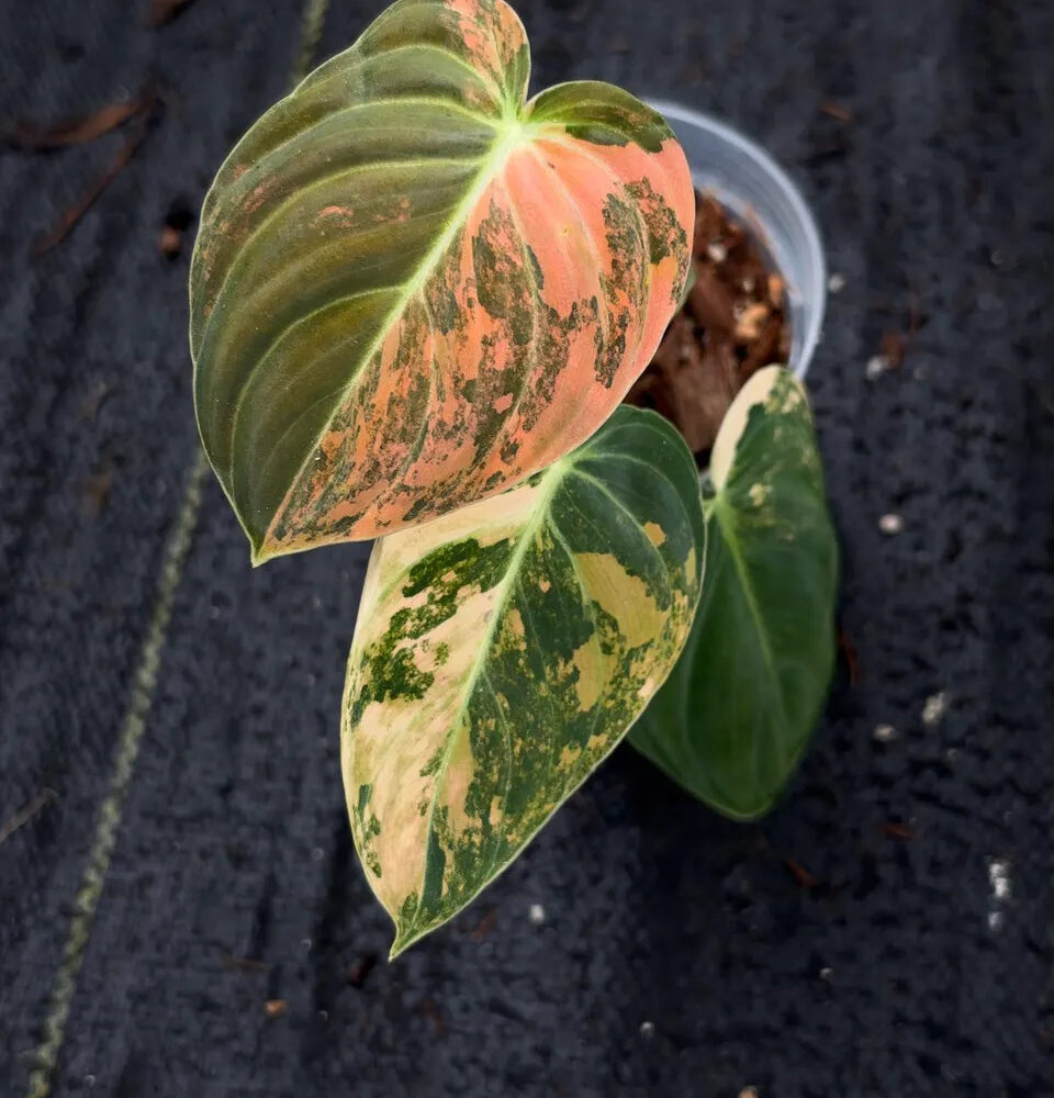 Philodendron Melanochrysum Orange number 4313